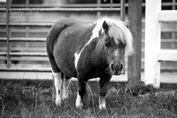 tamala-19