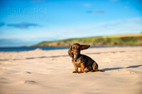 Frankie the Miniature Dachshund Puppy, Sandend